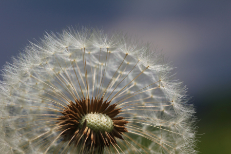 Bild-Nr: 11022951 Pusteblume Erstellt von: SusaZoom