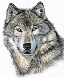 Bild-Nr: 11086739 Der Wolf Erstellt von: NicoleZeug