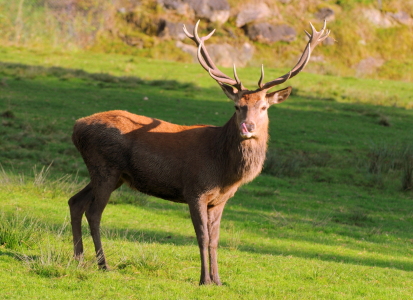 Bild-Nr: 11195100 Rothirsch Erstellt von: VOLKER60