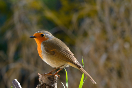 Bild-Nr: 11215300 Rotkehlchen 1 Erstellt von: Richard-Young