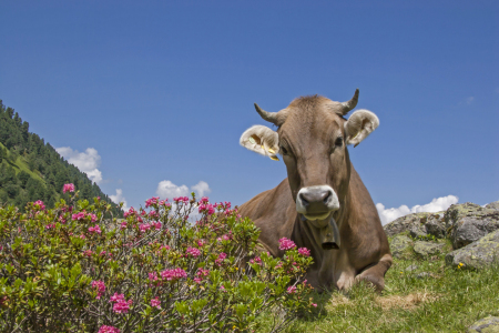 Bild-Nr: 11221542 Kuh mit Alpenrosen Erstellt von: EderHans