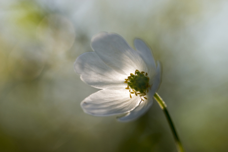 Bild-Nr: 11236704 Buschwindröschen Erstellt von: Christian Krammer