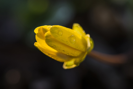 Bild-Nr: 11236710 Dotterblume Knospe. Erstellt von: Christian Krammer