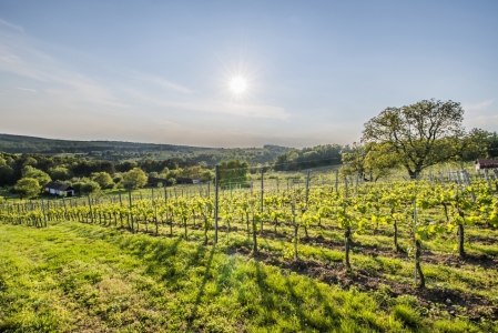Bild-Nr: 11248806 Frühling am Weinberg Erstellt von: Christian Krammer