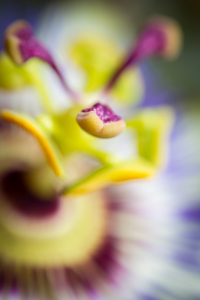 Bild-Nr: 11256792 Passiflora 3s1 Erstellt von: Richard-Young