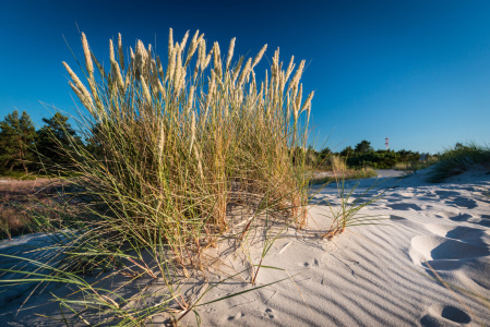 Bild-Nr: 11317942 Gras in den Dünen von Darß Erstellt von: orxy