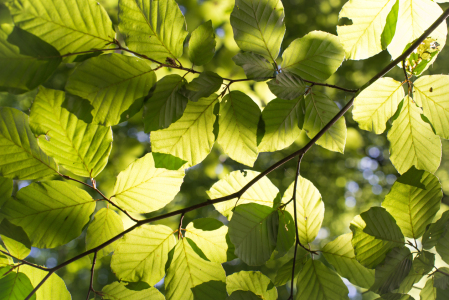 Bild-Nr: 11321302 Blätterdach im Sonnenlicht Erstellt von: Fotofilter