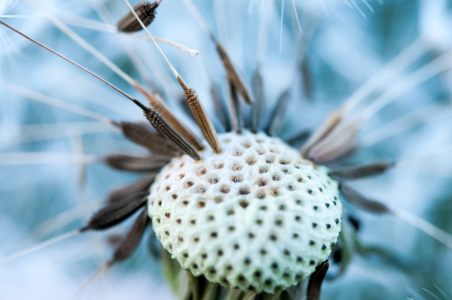 Bild-Nr: 11383311 Pusteblume Makroaufnahme Erstellt von: uwejaeger