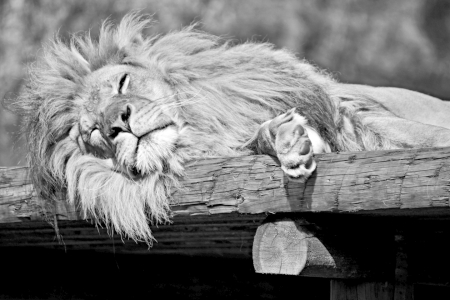 Bild-Nr: 11444665 Sleeping lion Erstellt von: Leddermann