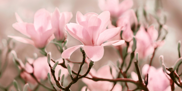 Bild-Nr: 11462754 Magnolie Erstellt von: Atteloi