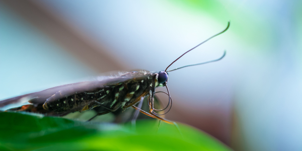 Bild-Nr: 11485320 butterfly Erstellt von: Richard-Young