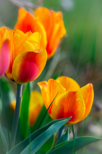 Bild-Nr: 11488596 FRÜHLING Erstellt von: Richard-Young