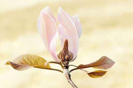 Bild-Nr: 11506817 Magnolie Erstellt von: SusaZoom