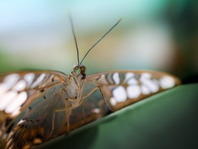 Bild-Nr: 11507900 butterfly Erstellt von: Richard-Young
