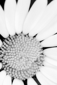 Bild-Nr: 11522393 Margerite Erstellt von: Richard-Young