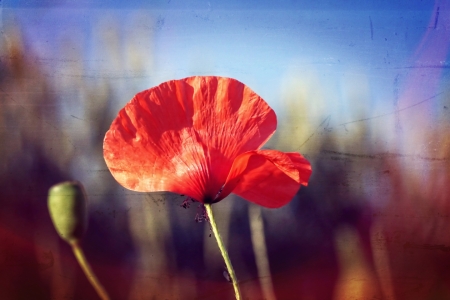 Bild-Nr: 11525182 Poppy Erstellt von: youhaveadream