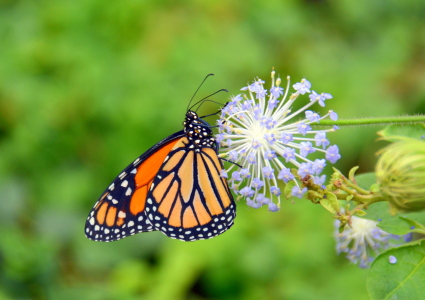 Bild-Nr: 11539108 Der Monarch Erstellt von: GUGIGEI
