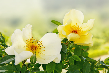 Bild-Nr: 11549160 gelbe Heckenrose Erstellt von: SusaZoom