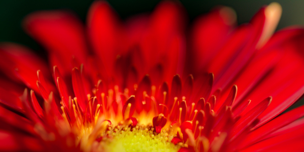 Bild-Nr: 11555008 Gerbera Erstellt von: Richard-Young