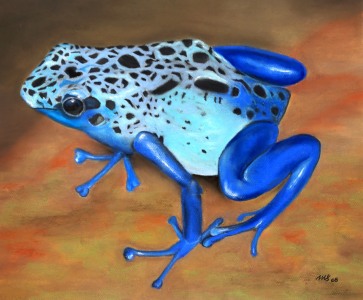 Bild-Nr: 11572834  Pfeilgiftfrosch Erstellt von: MoNoir