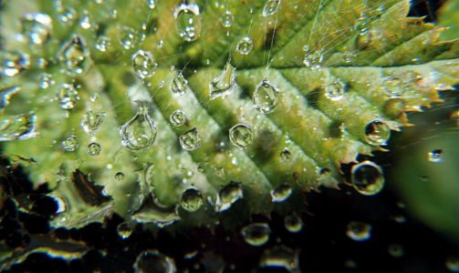 Bild-Nr: 11592452 Spinnenblatt Erstellt von: MoNoir