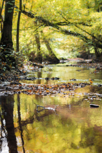 Bild-Nr: 11597020 Herbstspaziergang Erstellt von: Richard-Young