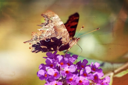 Bild-Nr: 11651008 Aglais urticae Erstellt von: youhaveadream