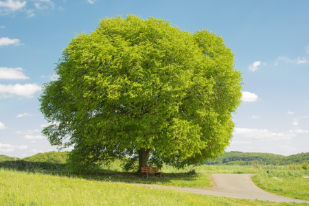 Bild-Nr: 11819987 Sommerlinde Erstellt von: Fototommi