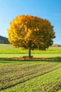 Bild-Nr: 11820841 Herbstbaum Erstellt von: Fototommi