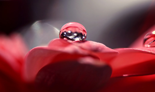 Bild-Nr: 11847539 Red blossom Erstellt von: youhaveadream