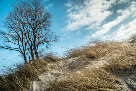 Bild-Nr: 11865279 Strandbaum an der Düne Erstellt von: luxpediation