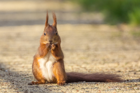 Bild-Nr: 11896562 Eichhörnchen im Park Erstellt von: luxpediation