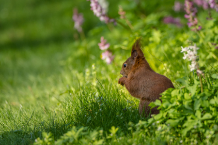 Bild-Nr: 11897098 Eichhörnchen Tier im Frühling Erstellt von: luxpediation