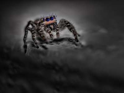 Bild-Nr: 11913606 Marpissa muscosa - Springspinne - blue dark night Erstellt von: Richard-Young