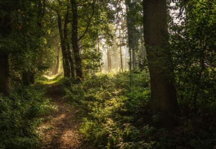 Bild-Nr: 11939498 Waldweg Erstellt von: jaro