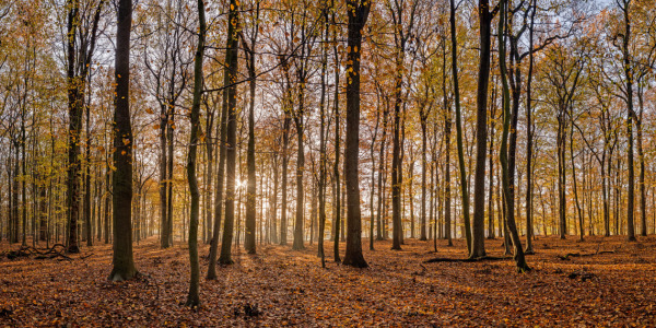 Bild-Nr: 11954588 Herbstmorgen Erstellt von: bk-foto82