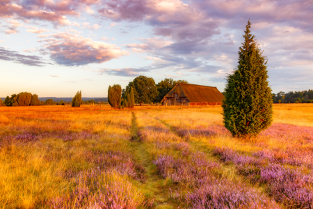 Bild-Nr: 11960364 Lüneburger Heide im Morgenlicht Erstellt von: Daniela Beyer