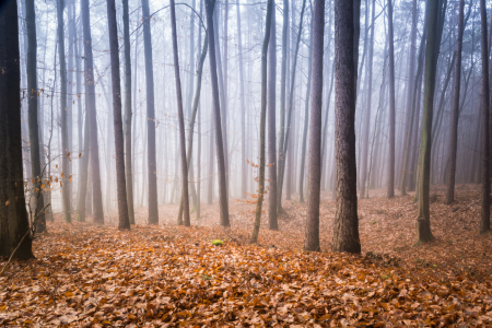 Bild-Nr: 11972035 Frostiger Wald  Erstellt von: luxpediation