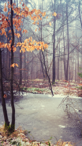 Bild-Nr: 11977559 Wald mit vereistem Teich  Erstellt von: luxpediation