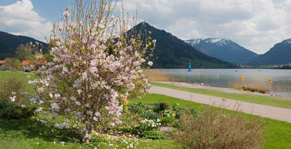 Bild-Nr: 12040493 Frühlingsufer Schiersee mit Magnolie Erstellt von: SusaZoom