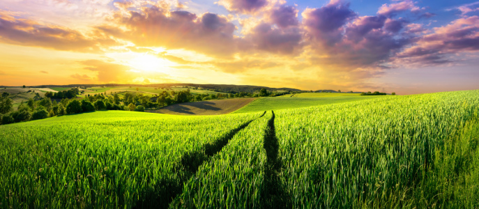 Bild-Nr: 12051882 Vast green field at gorgeous sunset Erstellt von: Smileus