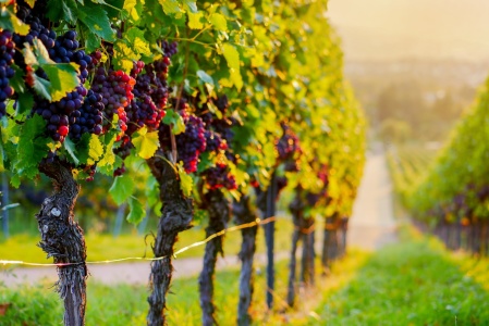 Bild-Nr: 12052585 Weinreben Erstellt von: MyFineArt68