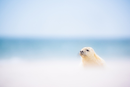 Bild-Nr: 12066383 Robbe im Sandsturm Erstellt von: Stefan Imig