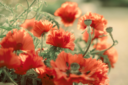 Bild-Nr: 12073723 Mohnblumen Extravaganz Erstellt von: Tanja Riedel