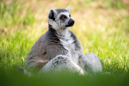 Bild-Nr: 12121408 Lemur sitzend im Gras Erstellt von: Tanja Riedel