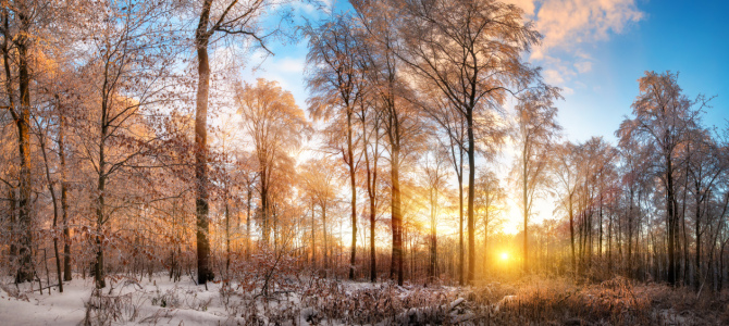 Bild-Nr: 12163312 Goldener Sonnenuntergang im winterlichem Wald Erstellt von: Smileus