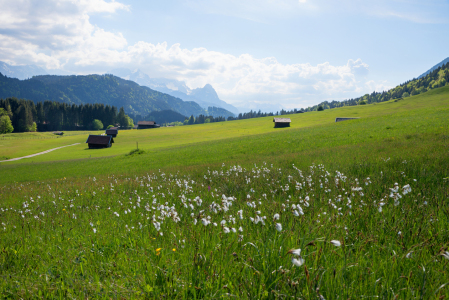 Bild-Nr: 12180826 Wollgras Wiese am Geroldsee Erstellt von: SusaZoom