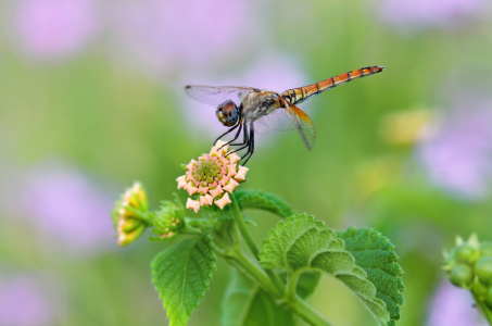 Bild-Nr: 12219150 Libelle Erstellt von: Atteloi