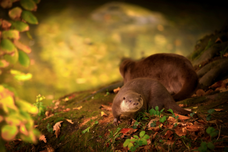 Bild-Nr: 12287874 Fischotter Erstellt von: Bilderbastlers