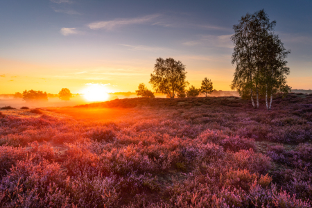 Bild-Nr: 12305304 Nebel in der Heide Erstellt von: PH-Photography
